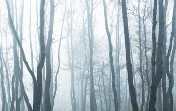 Mist in het bos van Jan Linskens