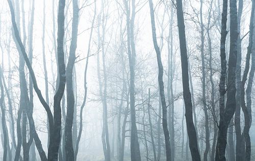 Mist in het bos
