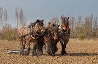 Trekpaarden van Bram van Broekhoven thumbnail