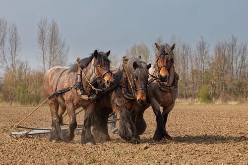 Draught horses by Bram van Broekhoven