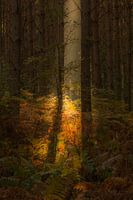 automne