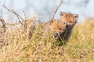 Vos | Twee nieuwsgierige jonge vosjes in de duinen 2 van Servan Ott