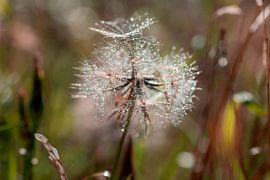 Pusteblume von Kurt Krause
