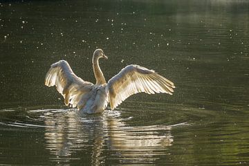 Cygne se baignant avec des ailes déployées sur John van de Gazelle fotografie