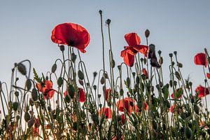Mohnblumen in Mechelen