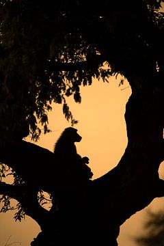 Paviane im Baum von Marco Verstraaten