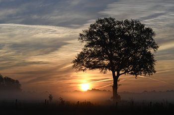 Zonsopgang met mist en boom