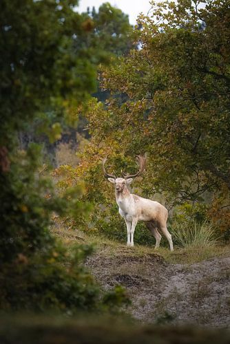 Fallow deer in rutting season by Thom Brouwer