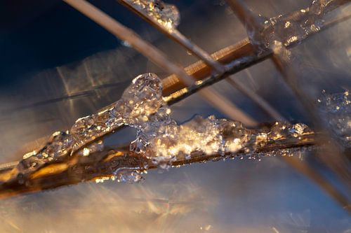 Gefrorenes Herz | Eis | Naturfotografie