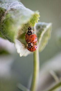 Lieveheerstbeestjes in actie van Merijn van Schaik