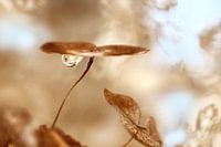 Dried flower