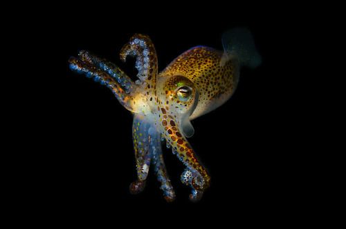 Calmar nain (sepiola)