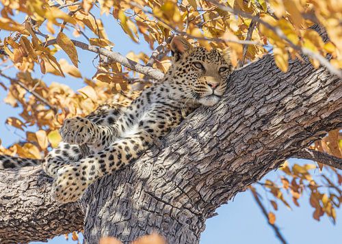 Leopard at rest