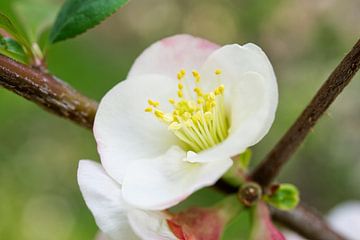 White and Pink Quince With Branch by Iris Holzer Richardson