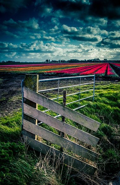 Fencing by peterheinspictures