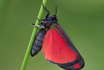 Papillon pétoncle au repos sur Martijn van Etten
