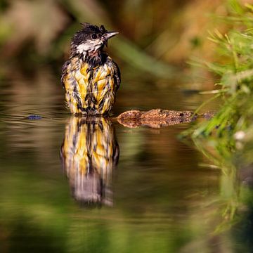 Great tit (Parus major) by Dirk Rüter