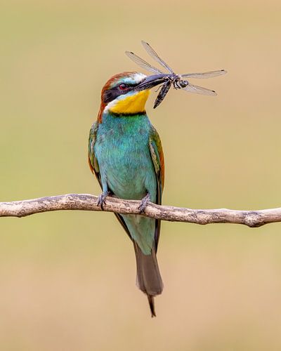 Bee-eater with large dragonfly