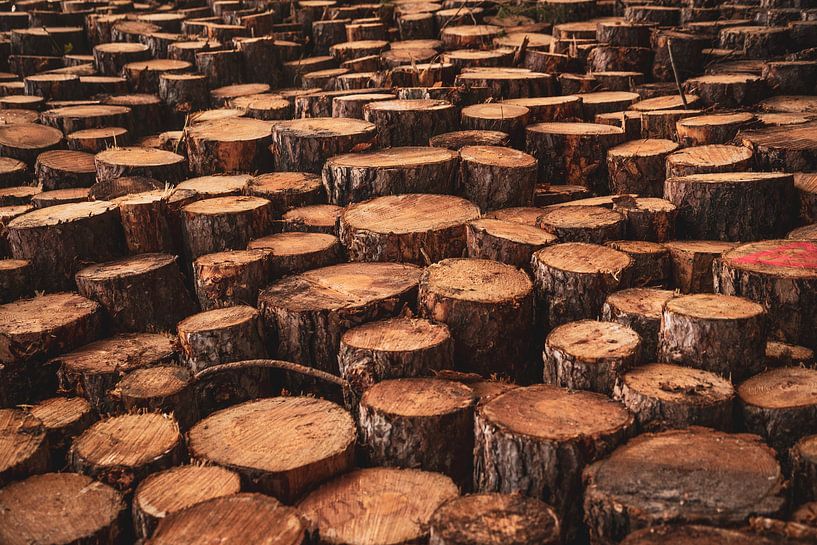 Stapels hout in de duinen van Schoorl (houtkap) von Jeroen Somers