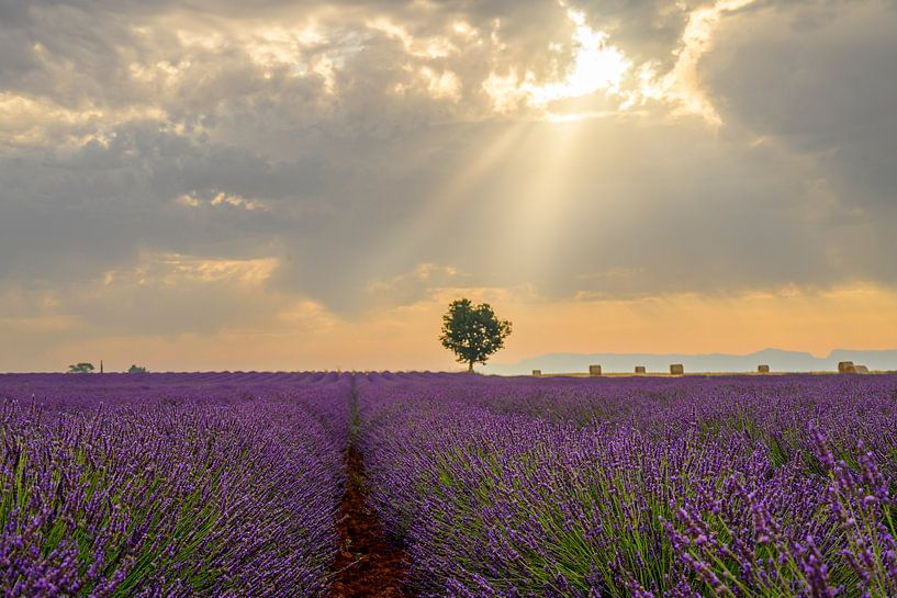 Bloeiende lavendel in de Provence tijdens zonsondergang van Sjoerd van der Wal Fotografie