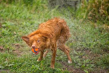 Uitschudden na het balletje uit het water te hebben gehaald. Deze retriever is gek balletjes apporte