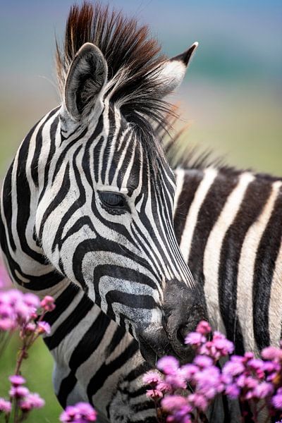 Jonge zebra met bloemen in kleur par Awesome Wonder