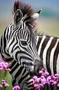 Junger Zebra mit Blumen in Farbe von Awesome Wonder Miniaturansicht
