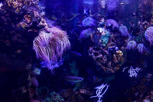 Blauw en paars aquascape met zeeanemoon in de Atlantische Oceaan, Portugal