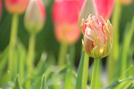 Keukenhof | Flower | Pink tulip by Claudia van Kuijk