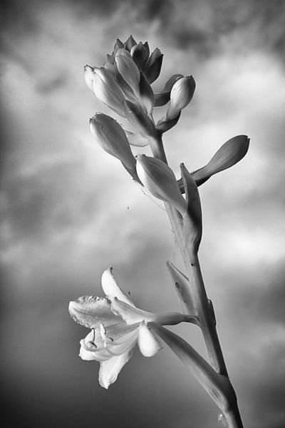 Hosta in Black and White by Jan Brons