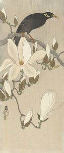 Myna auf einem Magnolienzweig von Ohara Koson
