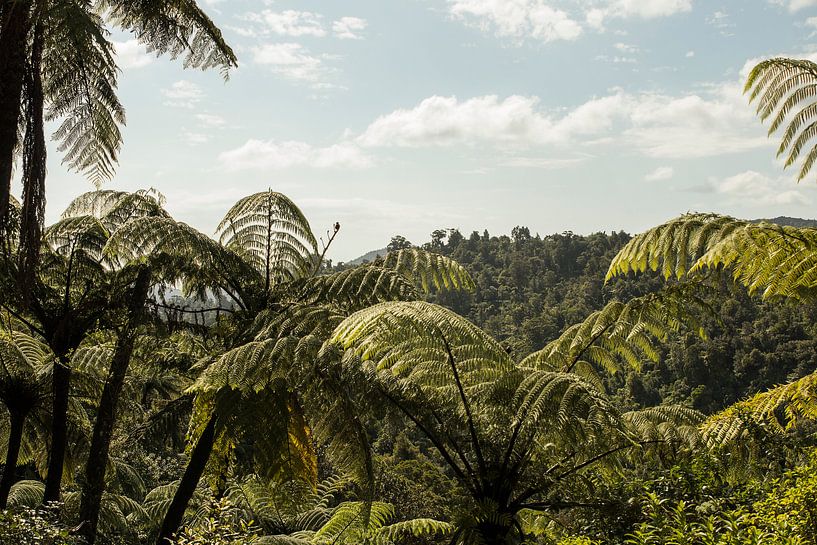 forêt de palmiers par Anne Vermeer