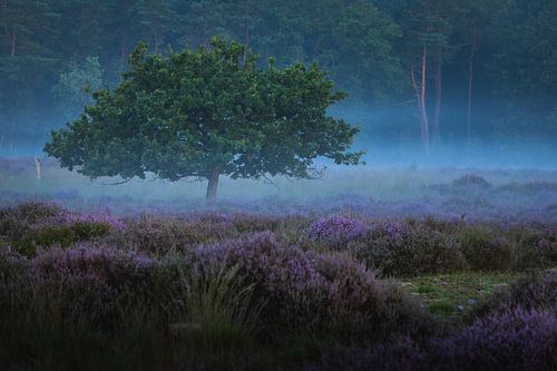Stille Ochtend op de Heide bij Roestelberg