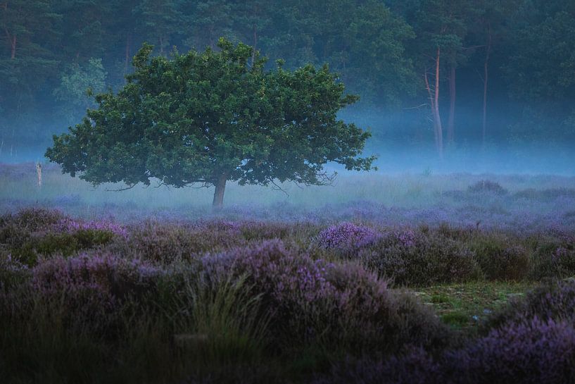 Silent Morning on the Heath at Roestelberg by Zwoele Plaatjes
