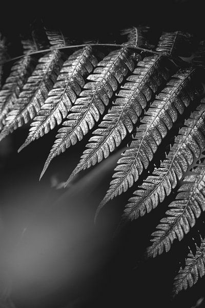Schaduwspel De Dans van Duisternis en Licht van Femke Ketelaar