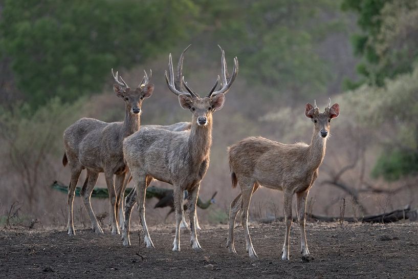 Deer in Baluran National Park by Anges van der Logt