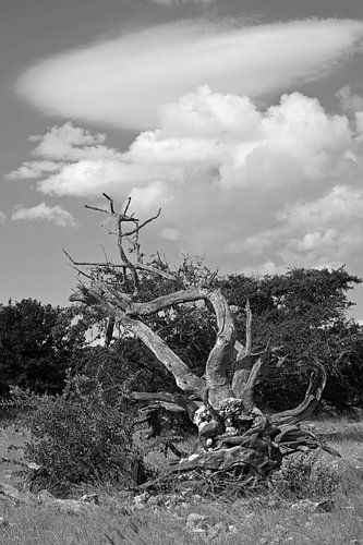 Nature morte des éléments - Etosha en noir et blanc