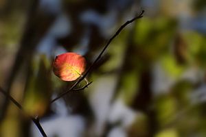 eerste rode herfstblad in het donkere bos, seizoensgebonden natuur achtergrond met kopieerruimte, ge