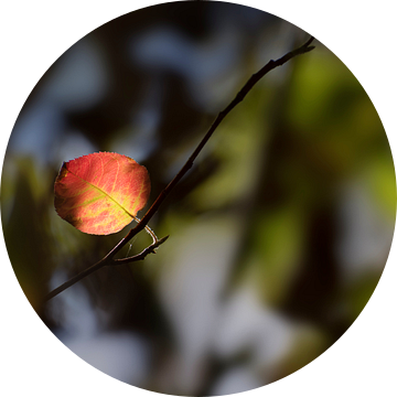 eerste rode herfstblad in het donkere bos, seizoensgebonden natuur achtergrond met kopieerruimte, ge van Maren Winter