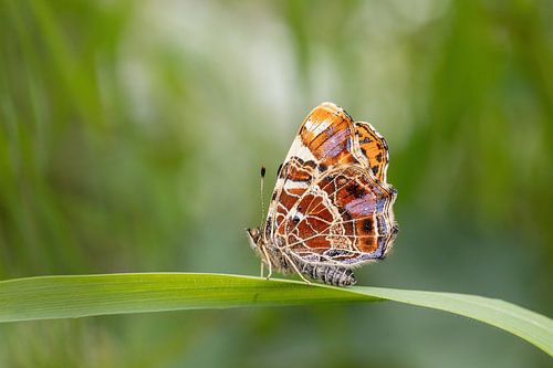Papillon, carte terrestre avec de belles couleurs