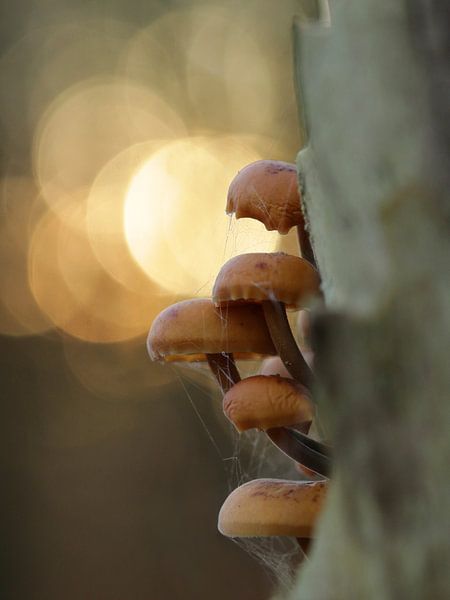 Auf Samt Füße von Natuurfotografie_simoneopdam