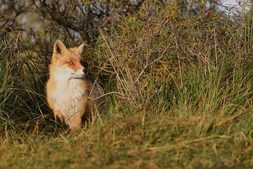 Vos (Vulpes vulpes) van Ronald Pol