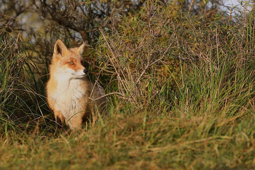 Red Fox (Vulpes vulpes) by Ronald Pol