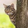 chaton tabby dans un environnement naturel sur VIDEOMUNDUM