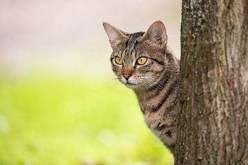 tabby kat kitten in natuurlijke omgeving van VIDEOMUNDUM