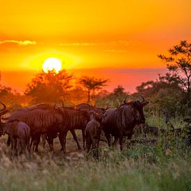 Zonsondergang in Kruger Nationaal Park van Jan-Willem Mantel