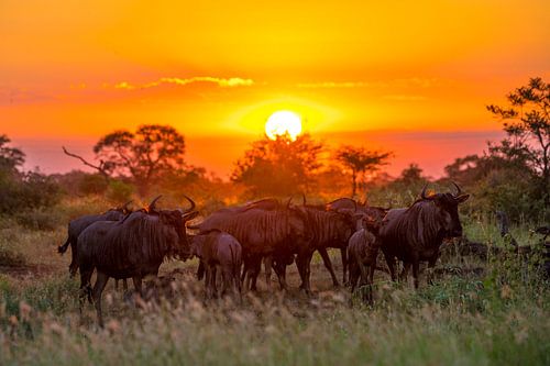 Sonnenuntergang im Krüger-Nationalpark