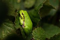 Grenouille arboricole européenne reposant sur la feuille d'un mûrier