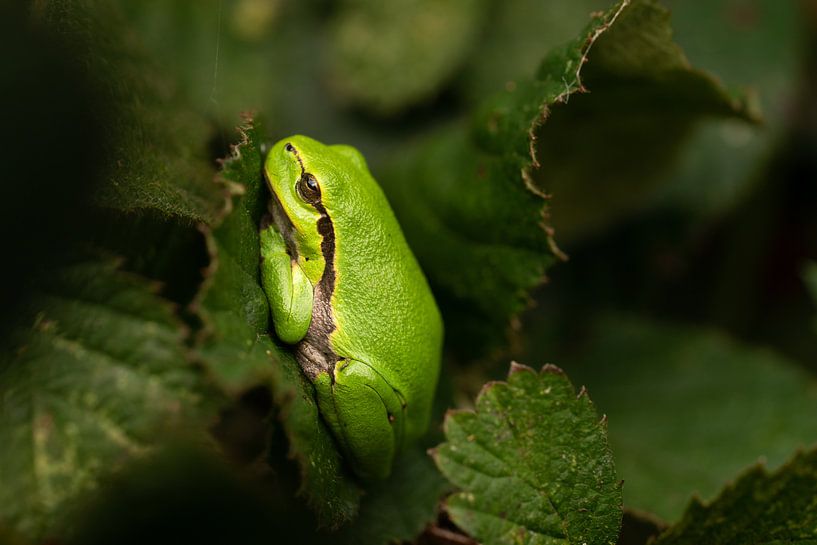 European tree frog resting on the leaf of a blackberry bush by Leoniek van der Vliet