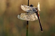  Dragonfly with morning dew von Astrid Brouwers Miniaturansicht